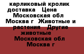 карликовый кролик. доставка › Цена ­ 500 - Московская обл., Москва г. Животные и растения » Другие животные   . Московская обл.,Москва г.